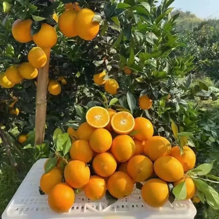 富川脐橙当季新鲜橙子正宗10斤大果当季水果孕妇甜橙果园直发