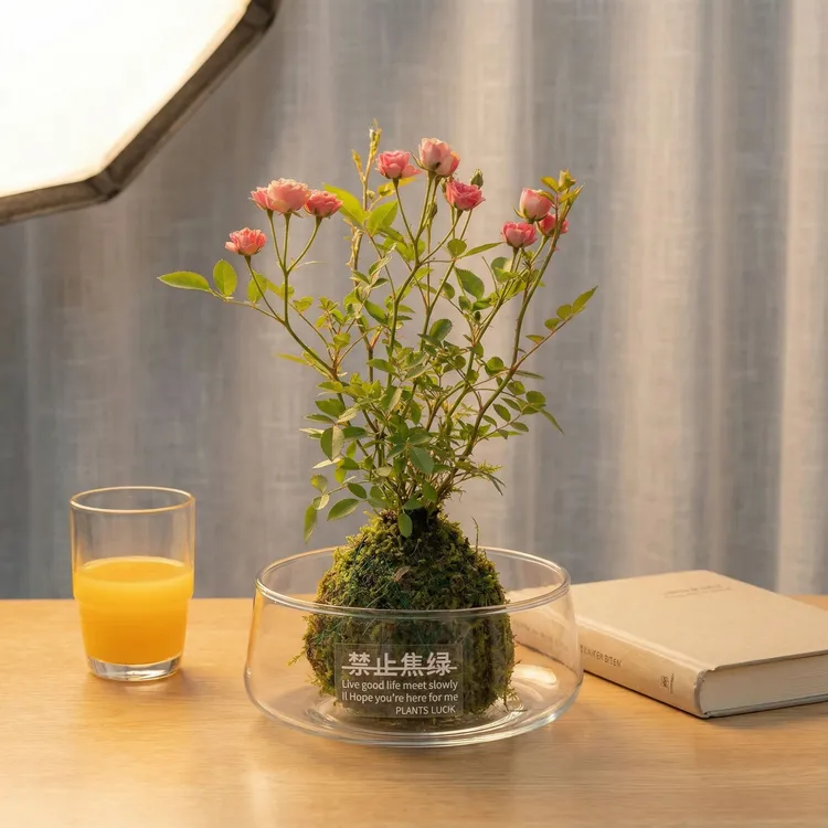 须惠姬月季盆栽室内客厅办公桌面四季开花水室阳台开花盆栽月季