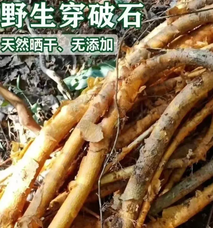 深山穿破石九层皮（买一斤穿破石送一斤茯苓） 