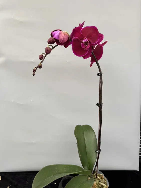 蝴蝶兰【霓虹灯】室内精品花卉昆明直发