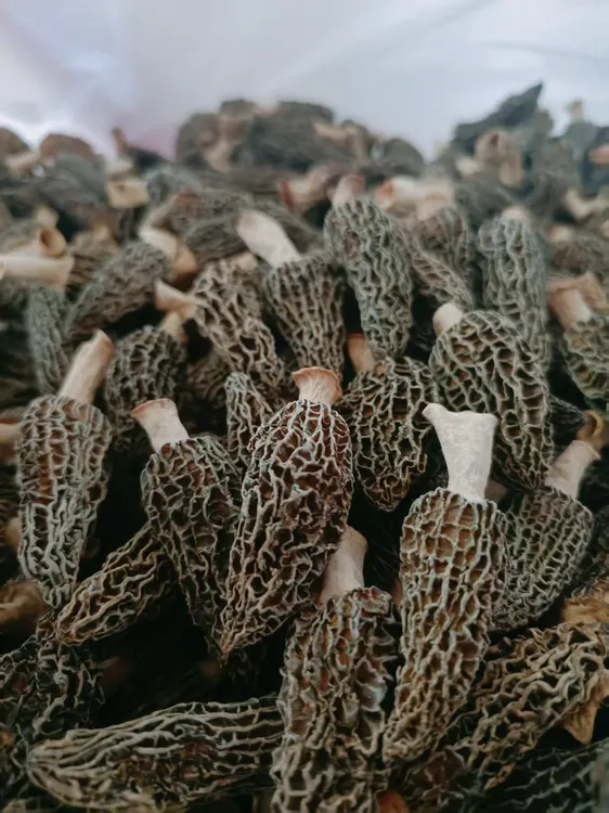 精选宝宝菇  无破无沙  肉厚自用实惠 个小介意勿拍