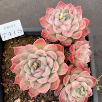 7415杂交精品基地12厘米