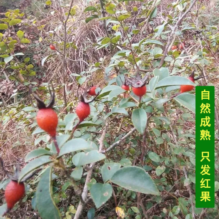 广西，野生金樱子整果（干）可煮茶，煲汤，泡9