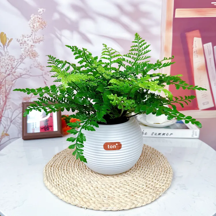 吉姆蕨网红植物盆栽狼尾蕨绿植室内客厅桌面盆景花卉水培观叶植物