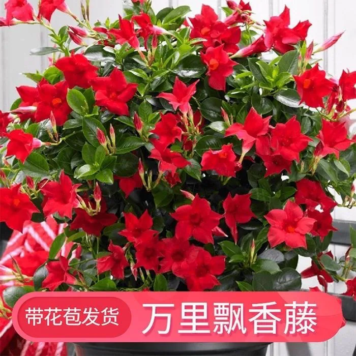 万里飘香藤四季开花浓香型室内外盆栽地栽庭院爬藤花卉植物