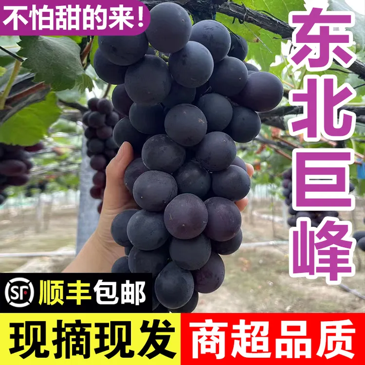 【顺丰包邮】东北巨峰葡萄新鲜无籽送礼网红孕妇水果酿酒黑提非辽峰