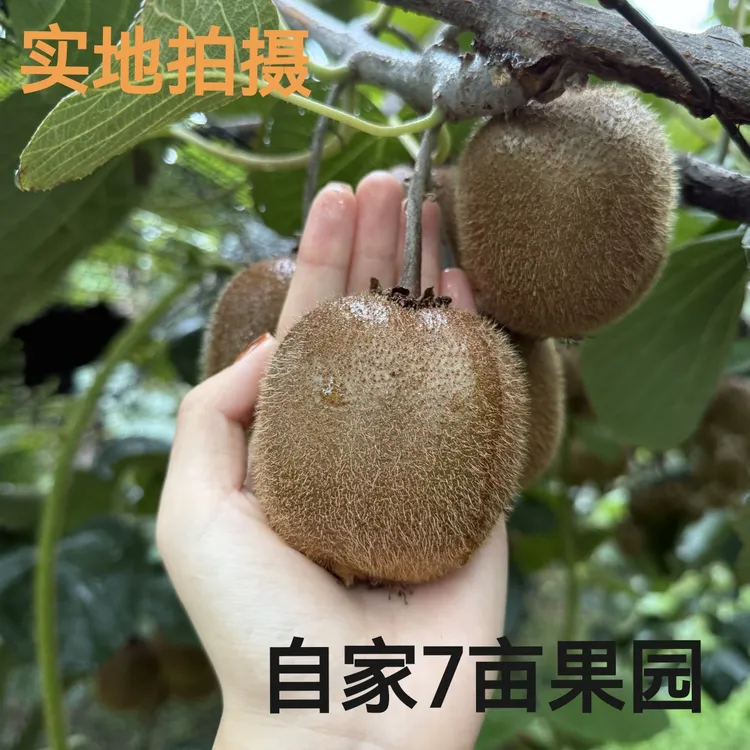 徐香【果农直发】陕西徐香猕猴桃新鲜应季水果绿心奇异果香甜多汁