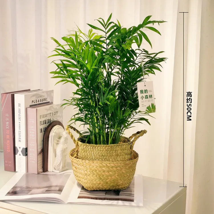 大椰子夏威夷50-60CM+草袋+卡牌（我的小森林）