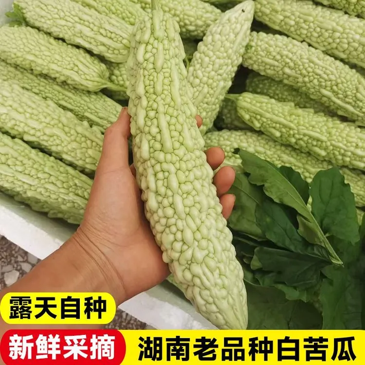 湖南农家自种老品种白苦瓜白珠苦瓜新鲜现采煲汤专用