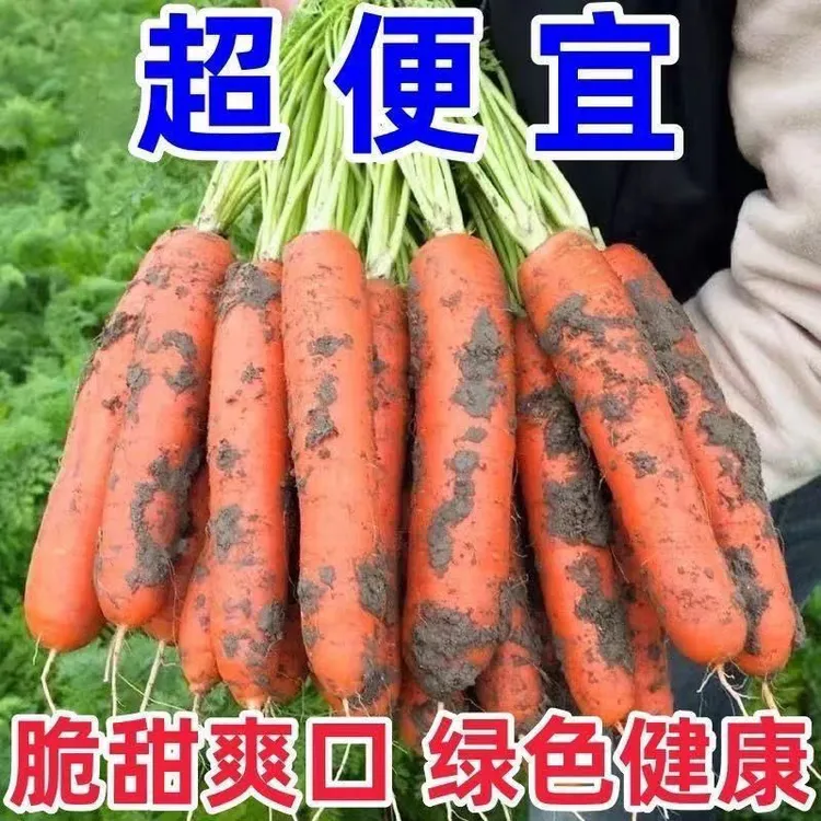 农家自种新鲜胡萝卜香脆甜多汁营养蔬菜现挖现发