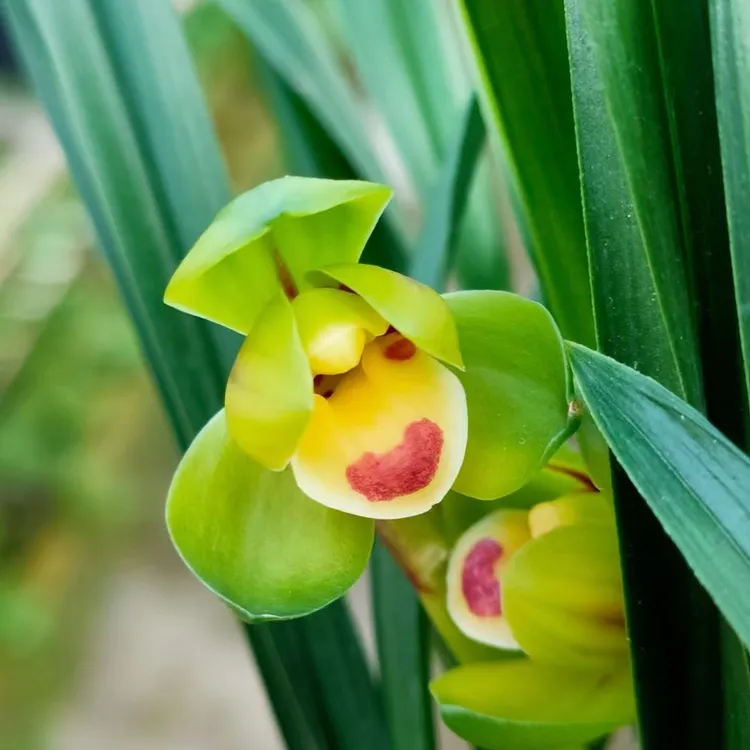 玉玲珑春兰矮种带花苞浓香型荷瓣兰阳台客厅办公室内冬季绿植盆栽
