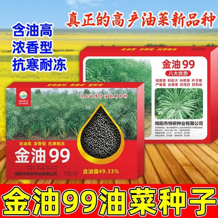 耐寒高产杂交油菜种子结荚密籽粒大分枝多好机收杆子矮含油量高