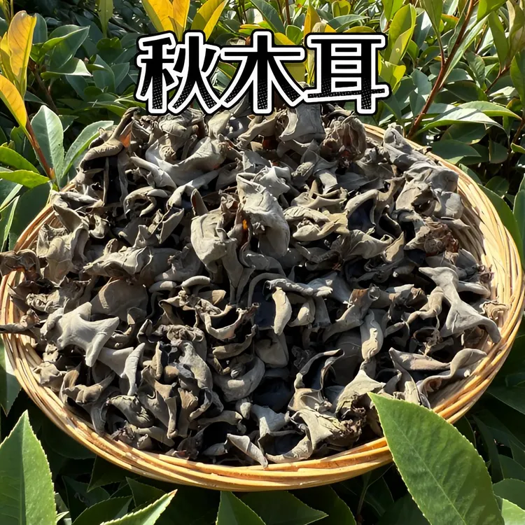 大眼推荐：甘肃康县青岗木黑木耳野外生长秋冬丑木耳肉厚香脆可口