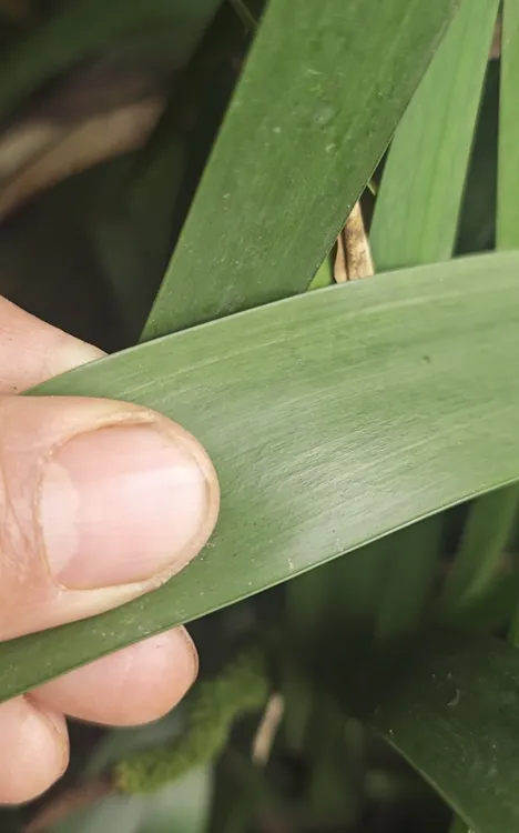 红芯宽叶训化石菖蒲种苗京东包运费 不切头 带主根发货  量大从优