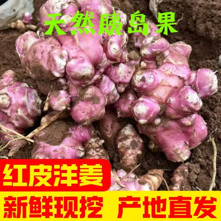 【强烈推荐】红皮洋姜紫皮鬼子姜菊芋胰岛果姜不辣脆嫩爽口新鲜现挖