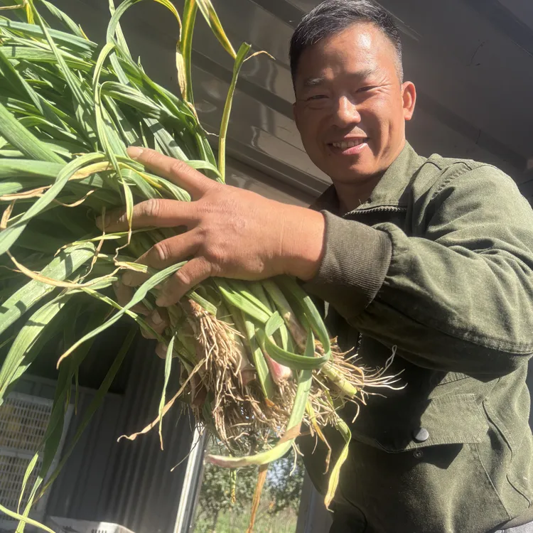 新鲜红根蒜苗现挖带泥农场自种香蒜苗露天蔬菜