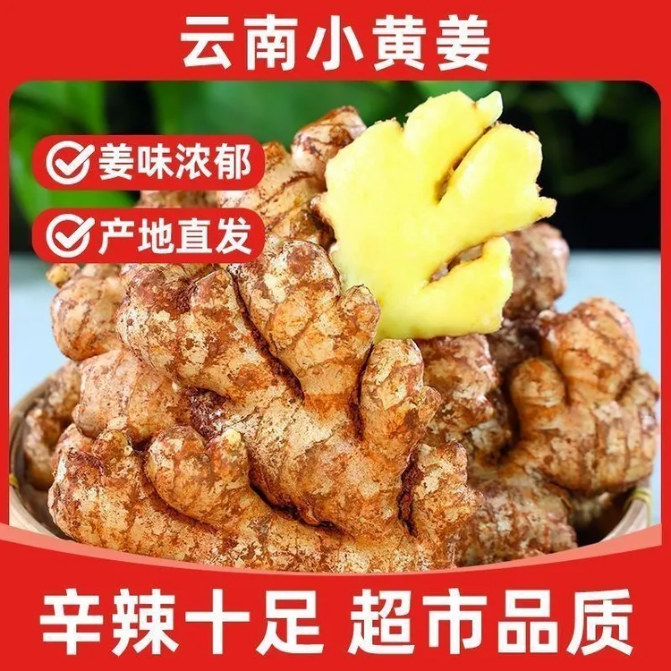 正宗云南小黄姜新鲜现挖山地种植香味浓郁辛辣