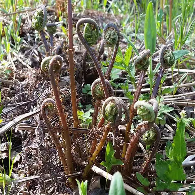 【铁柱专属】2025年新鲜山野菜猴腿菜现采现发顺丰包邮