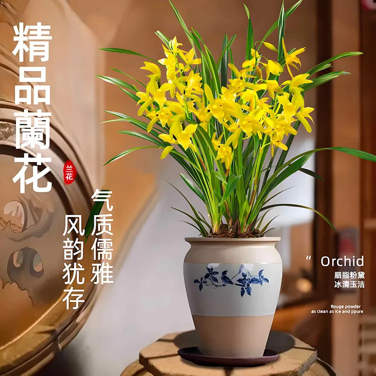 特A级【5支花剑起】黄金万两金黄大花黄金小神童浓香四季兰室内兰花