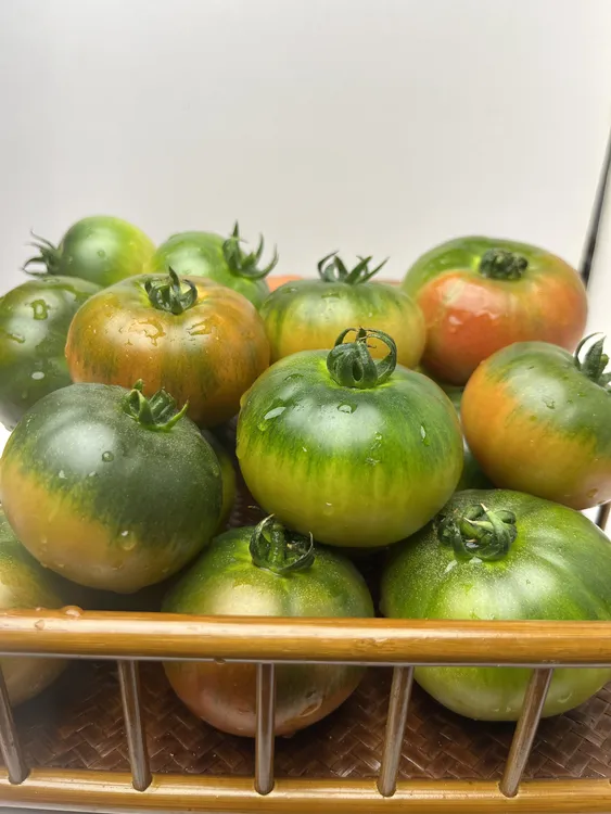 盘锦碱地柿子 自然熟碱地番茄 四斤小果顺丰包邮，果重50克以下