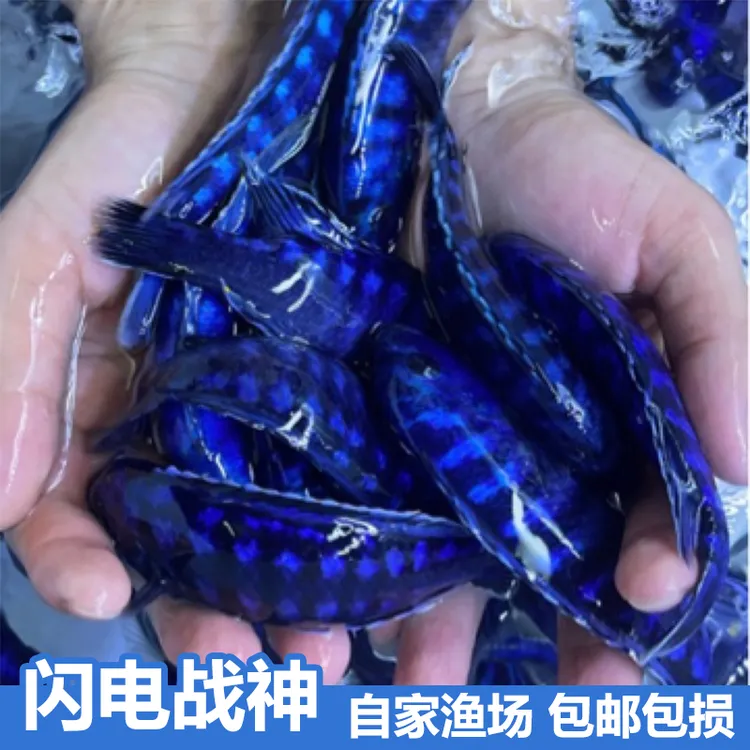 蓝斑马蓝精灵闪电战神三湖慈雕溪流缸岩栖坦鲷热带淡水中小观赏鱼