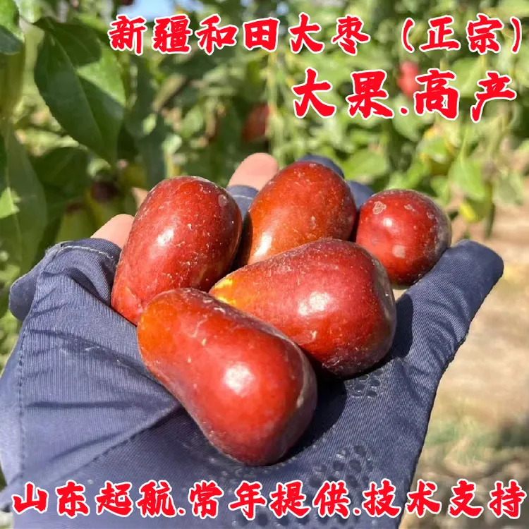 新疆和田大枣树苗耐寒大红枣果树果苗特大鸡蛋枣苗活苗南北方种植