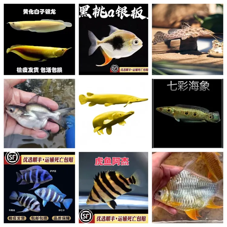 龙鱼配鱼牛头鸭嘴黑桃a鱼火箭鲨鱼海象帝王三间鱼泰国鲫黄化银龙