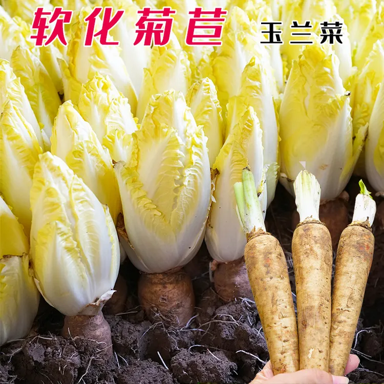 金玉兰软化菊苣种根