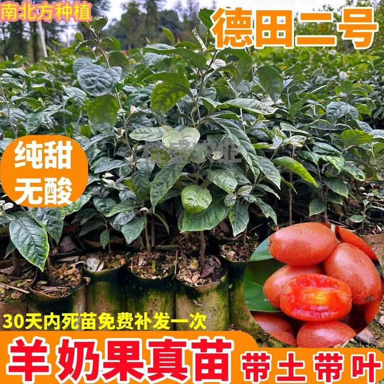 耐寒羊奶果树苗德甜羊奶果2号纯甜无酸高产四季结果盆栽地栽都可