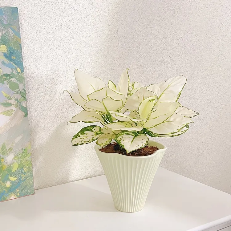 白象寓意好吉利花网红彩叶植物桌面盆栽花卉室内室内花卉盆栽