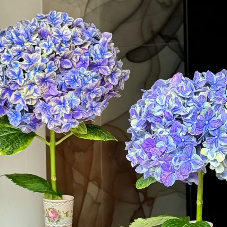 武士 孔雀 流星雨 你好山脉 一加仑