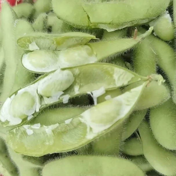 【现摘毛豆】邳州新鲜现采带壳毛豆农家自种鲜嫩蔬菜