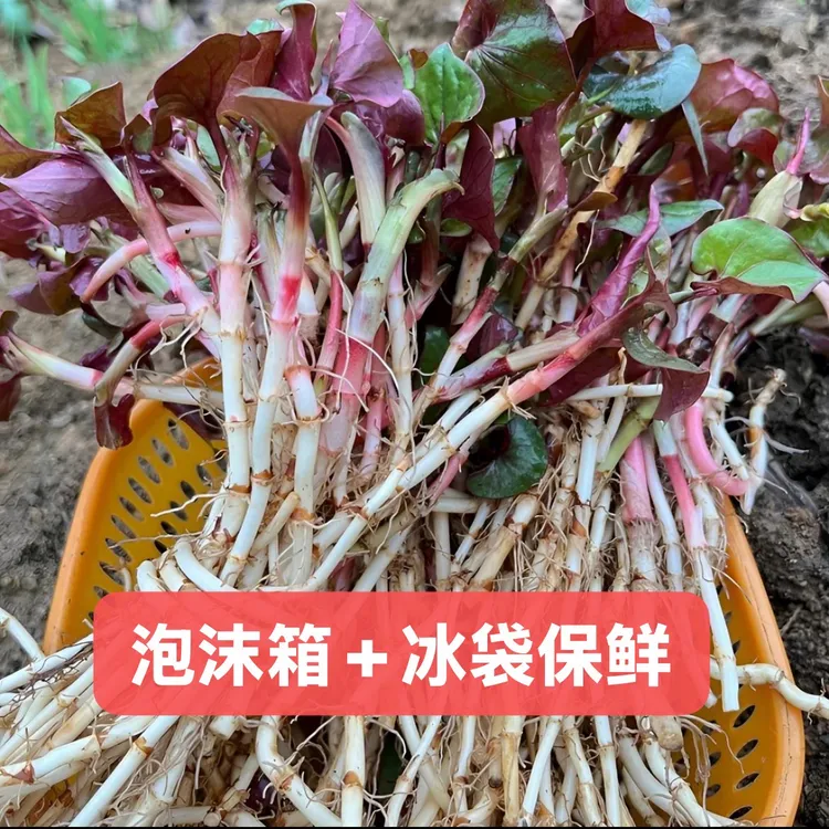 贵州新鲜折耳根脆嫩野生培育新鲜鱼腥草嫩根现挖应季蔬菜25年带泥