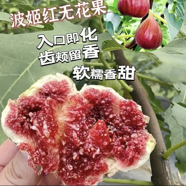 波姬红无花果南北方阳台室内外盆栽地栽当年结大果子现挖现发树苗