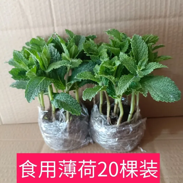薄荷盆栽四季常青留兰香新鲜薄荷叶室内驱蚊绿植