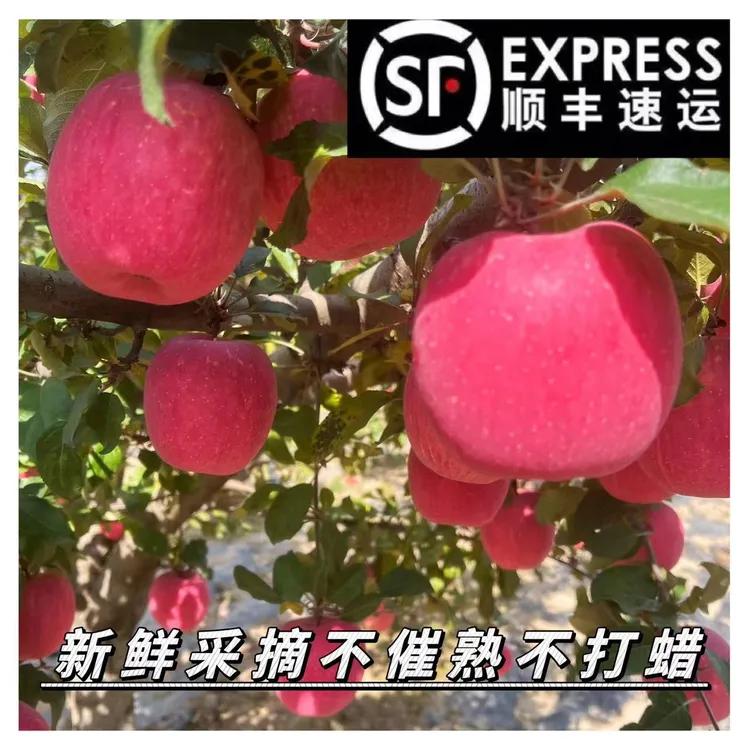 小北家乡甘肃天水高原红富士苹果带箱10斤装顺丰包邮