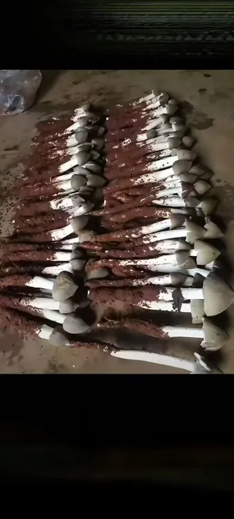 云南野生黑帽鸡枞