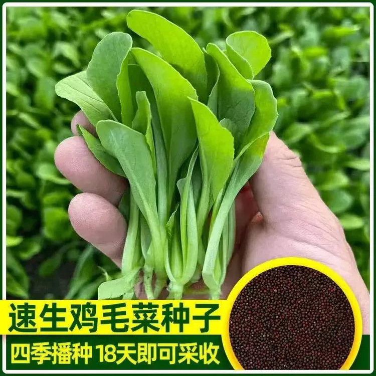 【鸡毛菜】四季小青菜种子矮杆鸡毛菜蔬菜阳台庭院盆栽家庭简单种植