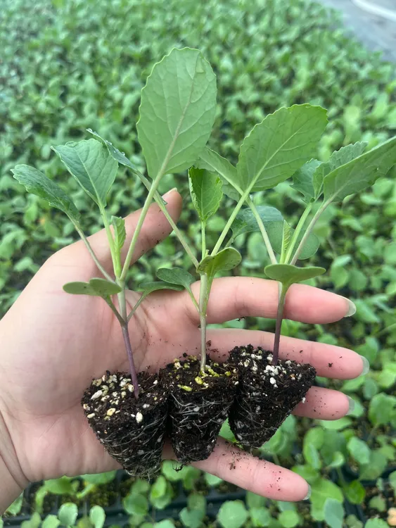 西兰苔秧苗 带土有机花菜秧苗 正品高产西兰花盆栽耐寒秋季蔬菜苗