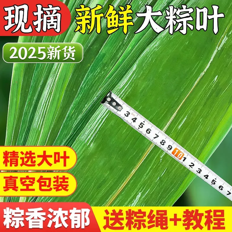 新鲜粽叶竹叶摆盘装饰小叶子商用大号鲜棕叶箬叶  寿司DIY用具