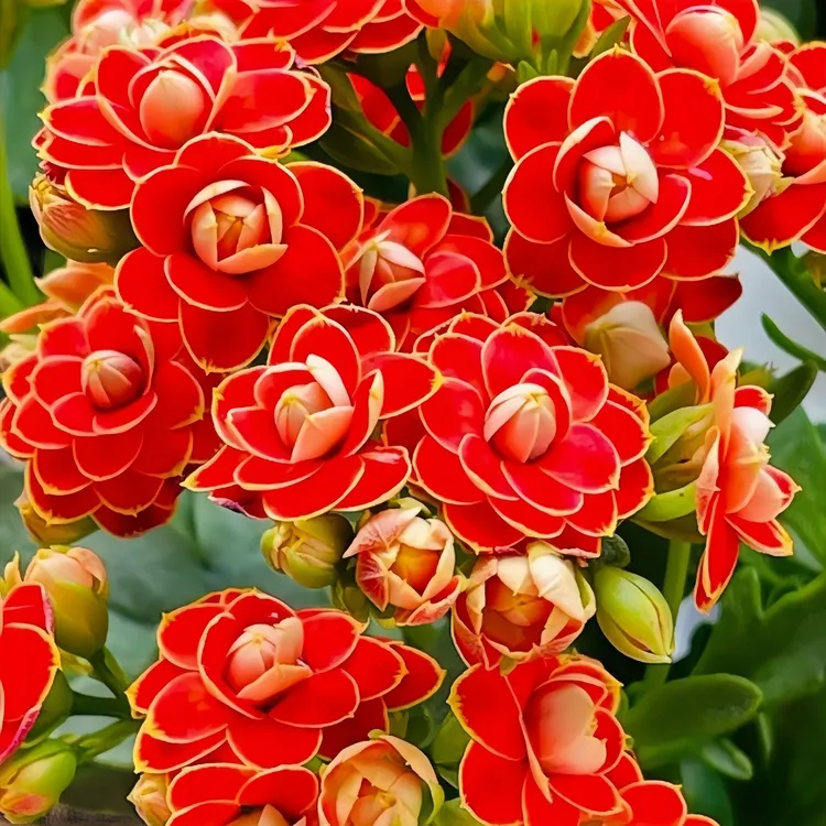 长寿花小苗【金狐狸】多肉绿植办公室桌面植物花卉盆栽新手好养懒人
