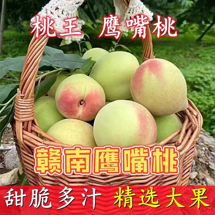 正宗江西赣南鹰嘴蜜桃5/10斤现摘现发脆甜桃子非广东连平鹰嘴蜜桃