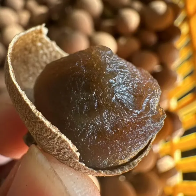 高州储良桂圆干当季新货2025年，规格中果