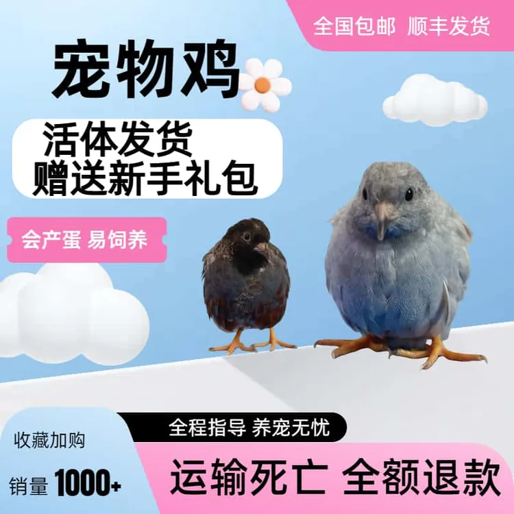 【现场可挑颜色】1公和纯母50-70天成年芦丁鸡顺丰包邮