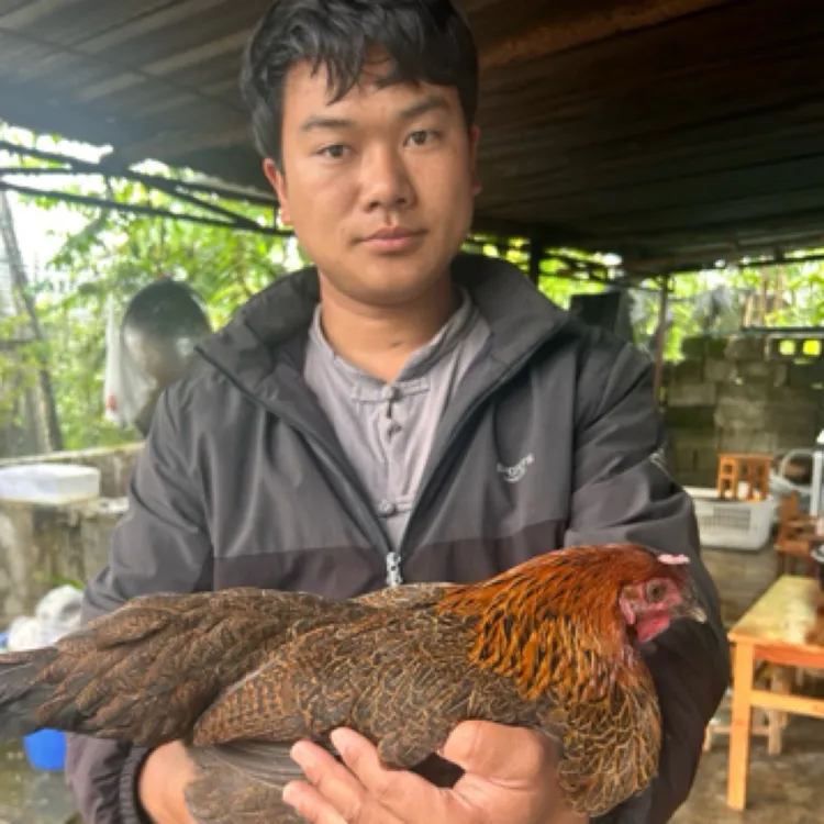 云南土鸡/花麻鸡/老种鸡黑脚散养12个月以上白条 顺丰包邮