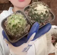 二妹园艺【 2颗  圣雄   实生根  】脱土随机发货