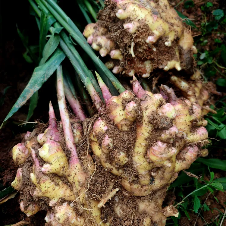 版纳雨林小黄姜<无霜冻>正宗云南老黄姜/带泥不水洗现挖辛辣农家