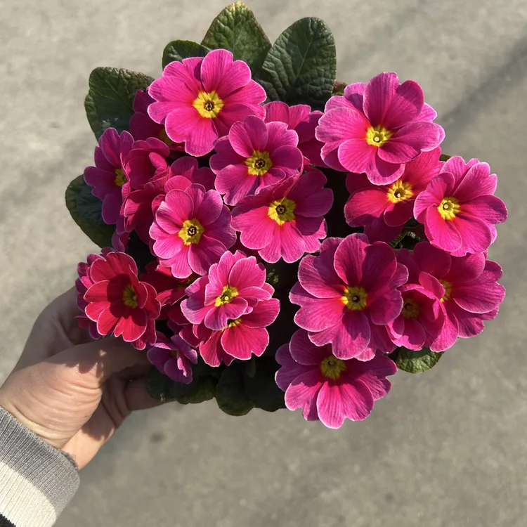 彩云报春盆栽安徽羽叶报春阳台庭院花期长好养活耐寒年宵花花卉