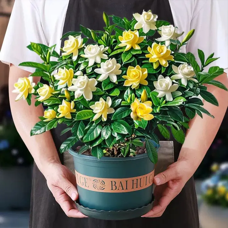 米尔扎提自产栀子花牡丹栀子花浓香带花盆发货养花室内盆栽植物