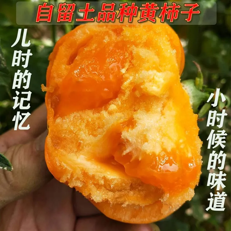 内蒙古特产巴盟五原黄柿子新鲜应季黄色西红柿新鲜采摘蔬菜水果